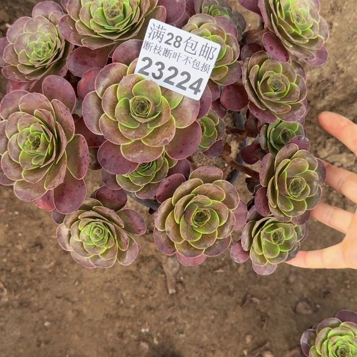 23224魅金玫瑰多肉植物