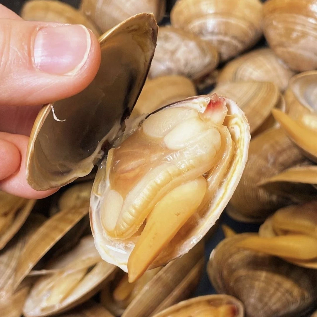 【精品】丹东东港野生大黄蚬子一斤18-20个左右正宗丹东大黄蚬子
