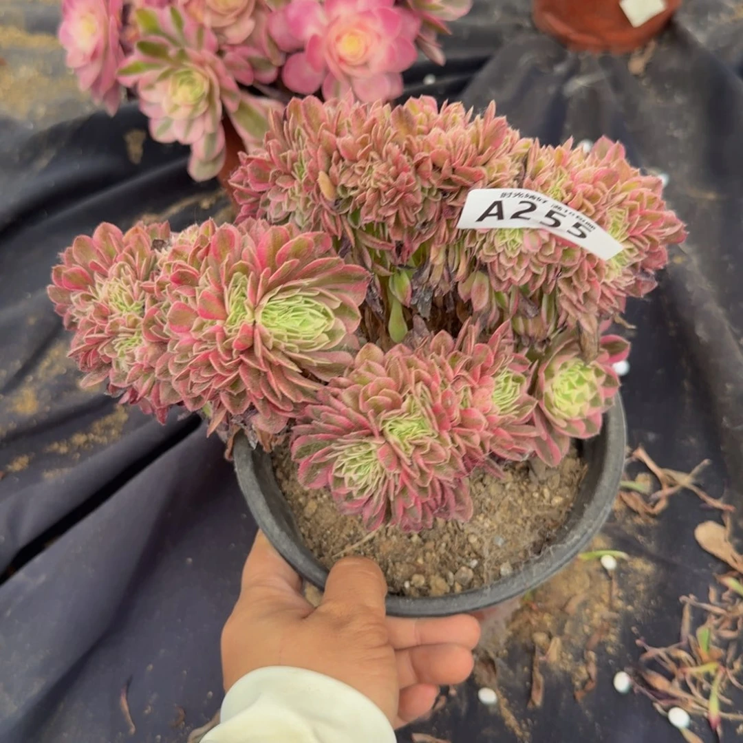 255倾城缀。多肉植物