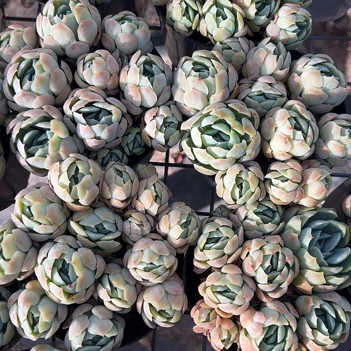 香水贝瑞多肉植物