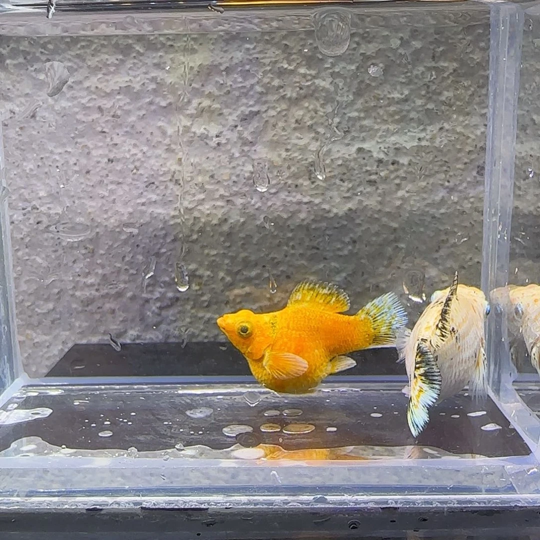 黑玛丽鱼皮卡丘。95号