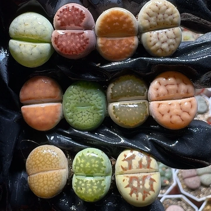 生石花11111。   129