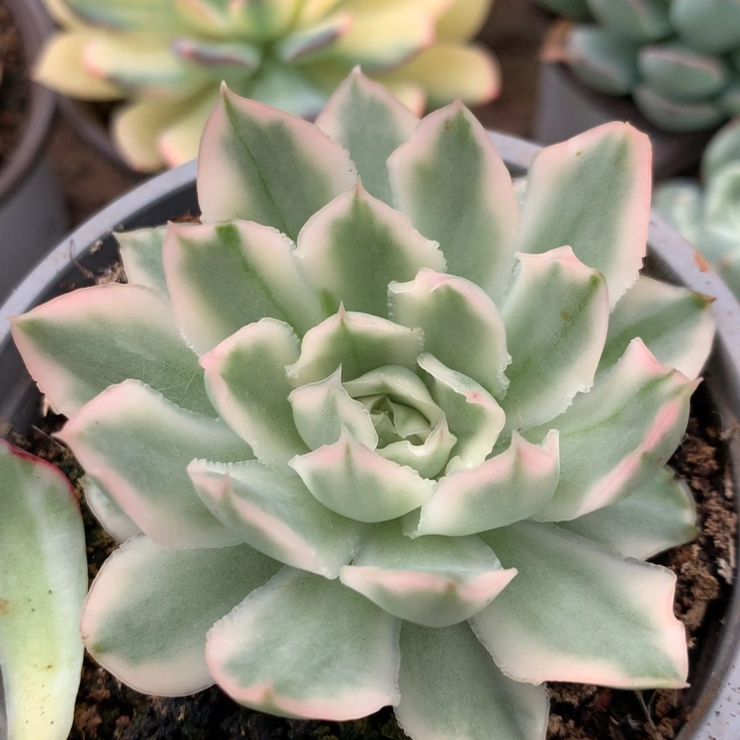 紫蝴蝶jjjjjjjjjjj