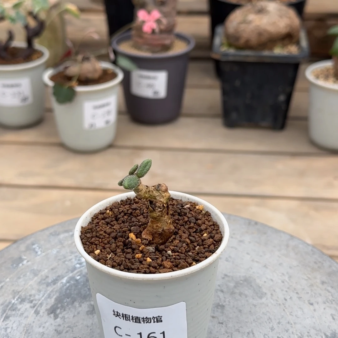 161银沙锦不带盆发货