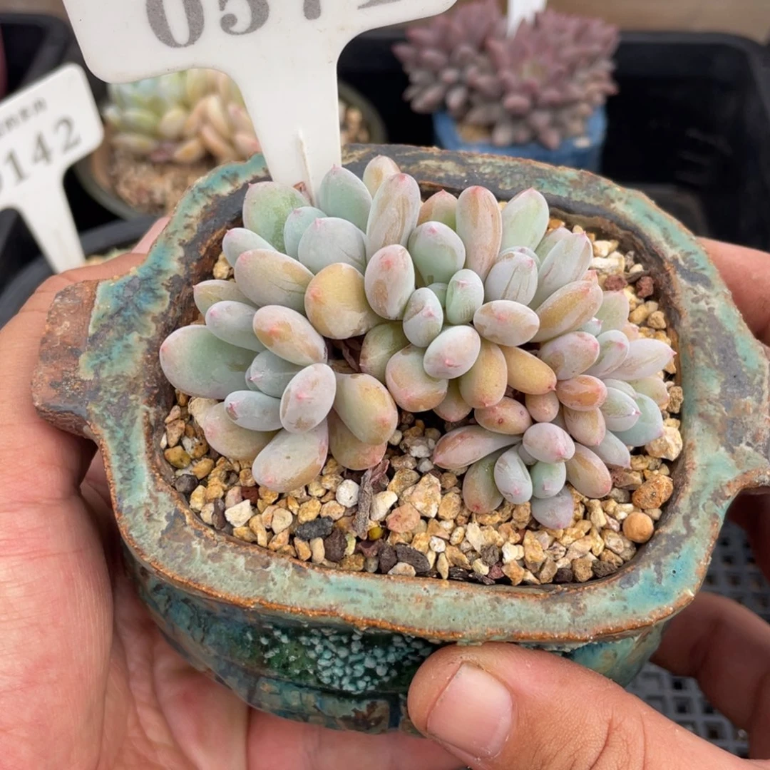 0571香香雪不带盆8厘米