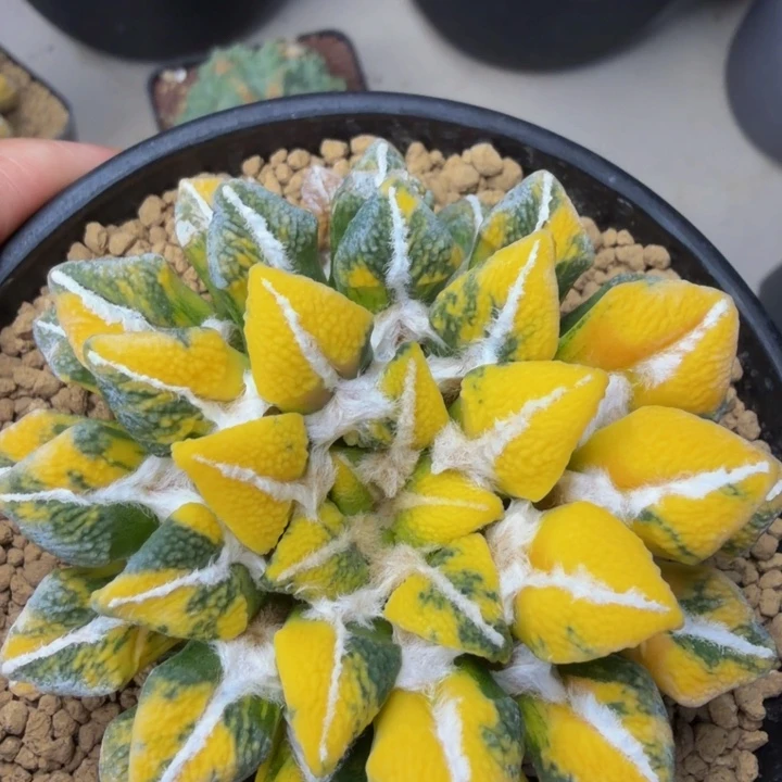 肥美大体型厚叶颗粒黑牡丹
