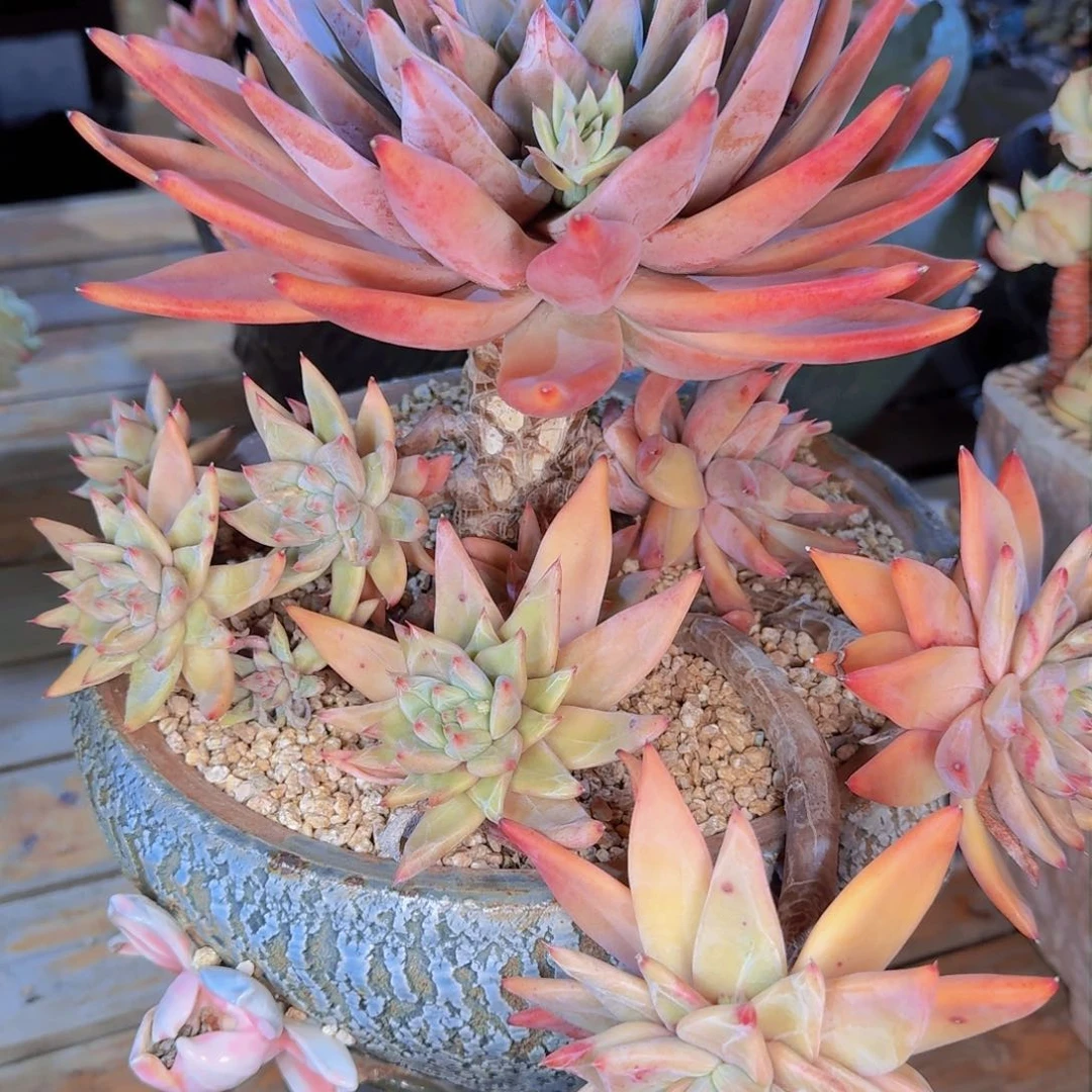 用****2多肉植物的生长发育与