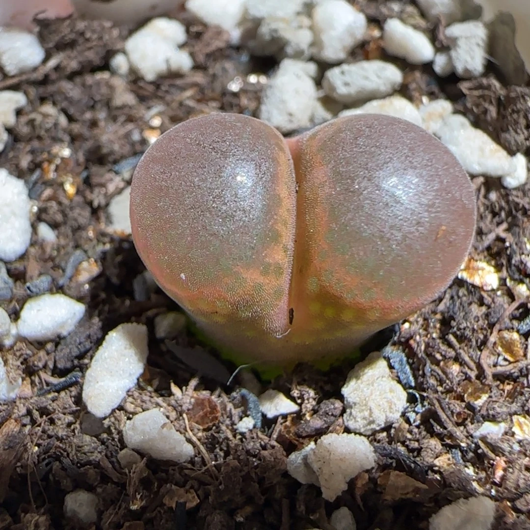 肉锥多肉植物组合-帕法德1423