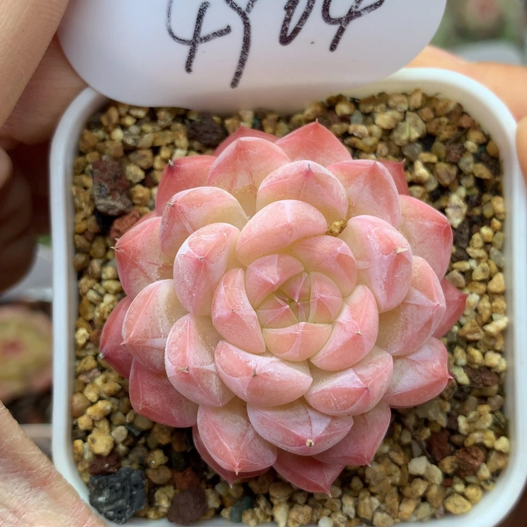 粉油透暗纹美心单头4904