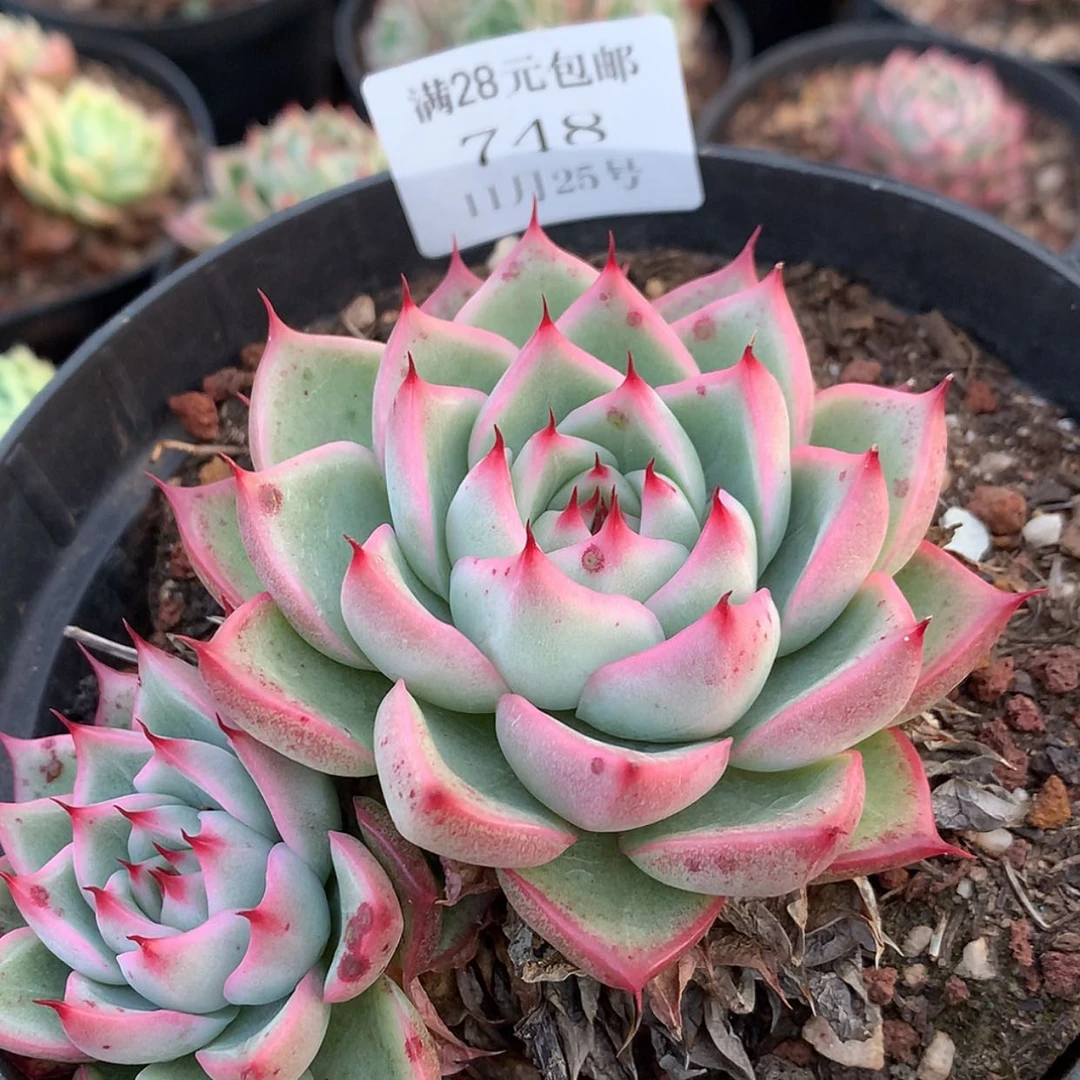 【闪购商品】云748号