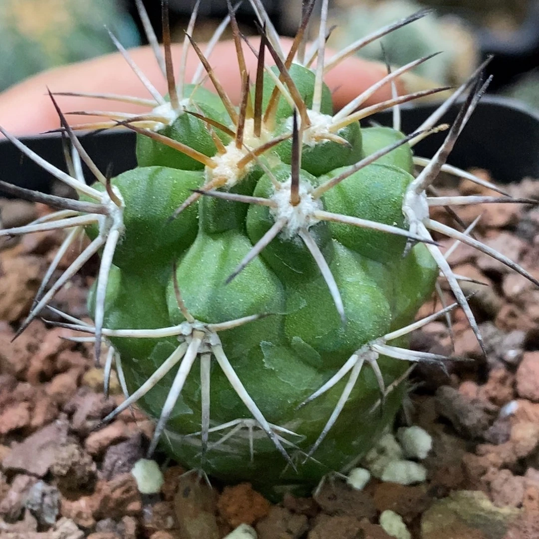 孤品实生特选株控养强刺阎罗玉福利