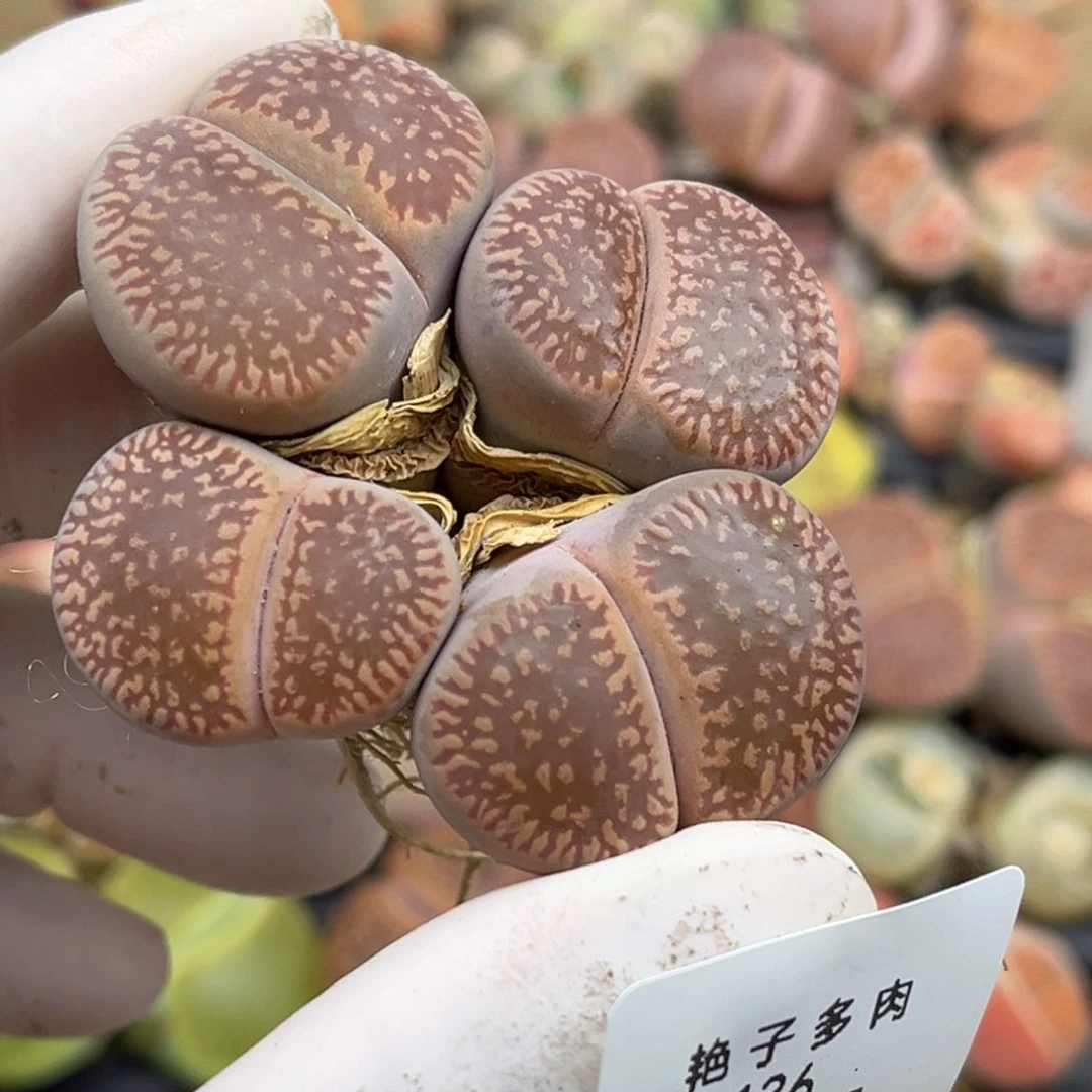 136号一颗母本四头流水日轮