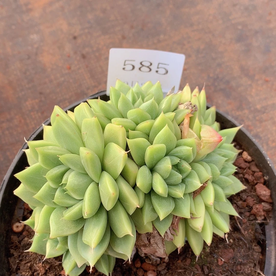 【闪购商品】云585号