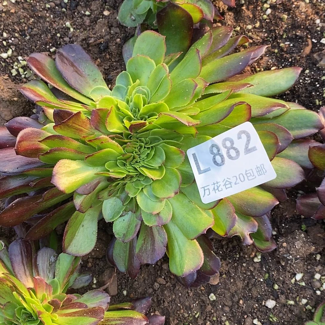 882欧若拉缀多肉植物