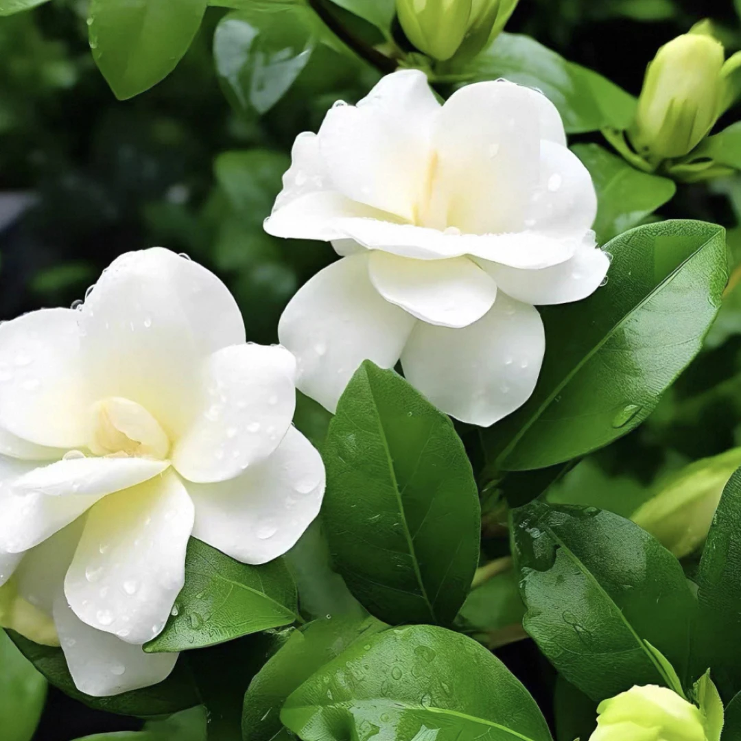 丛生重瓣栀子花盆栽带花苞室内四季开花浓香型好养绿植