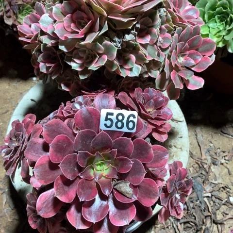 用***婵586两颗法师多肉植物