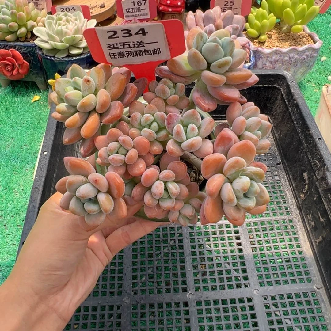 表妹精品多肉植物234.