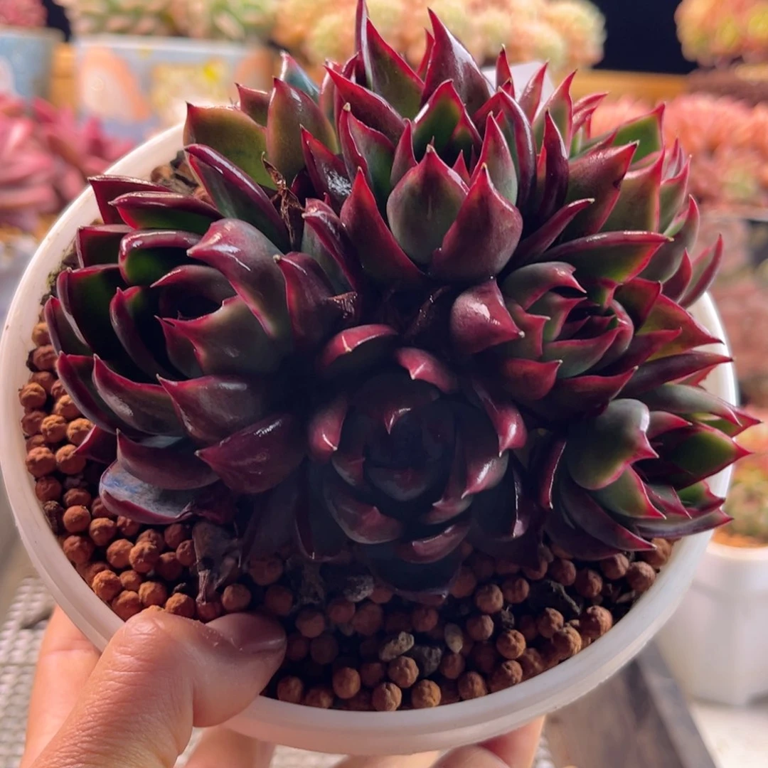 玲***62.10-46惊鸿捧花