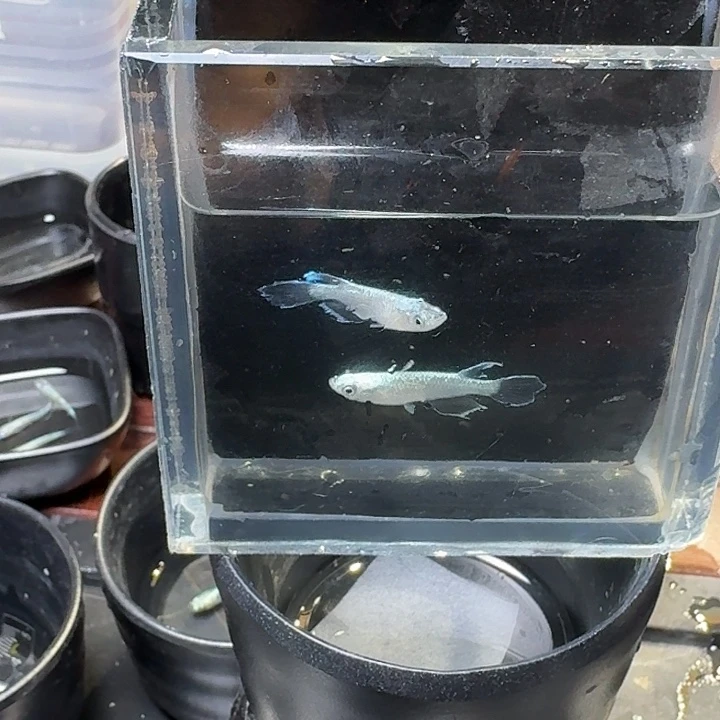 青鳉鱼110号拍品银炎