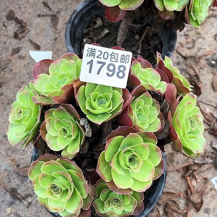1798 一颗法师多肉