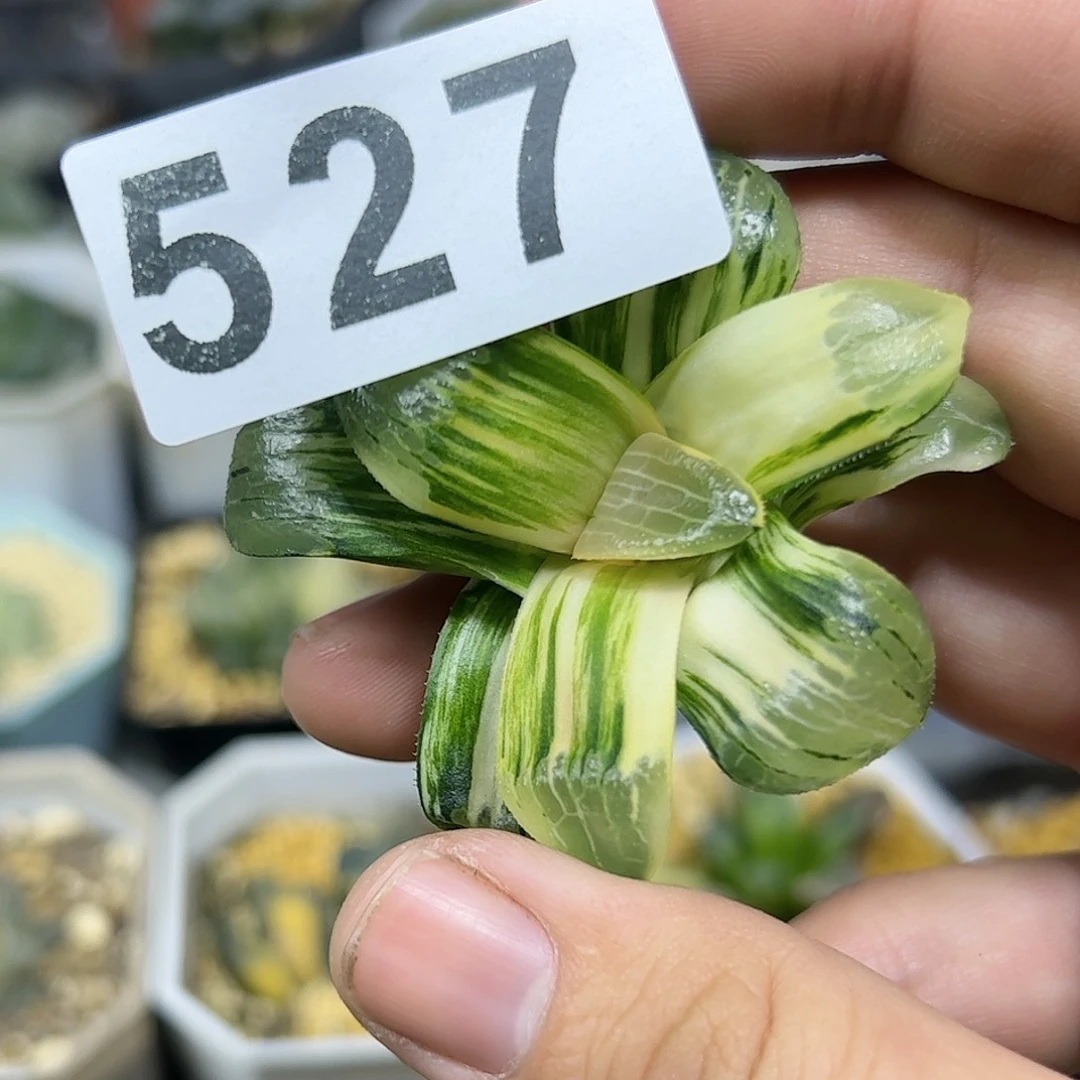 实生日月潭锦十二卷多肉