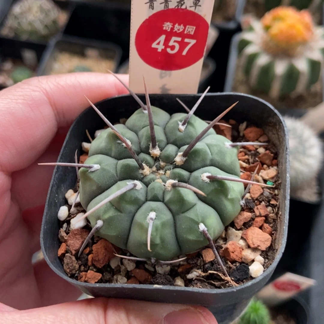 实生春秋之壶一棵仙人球