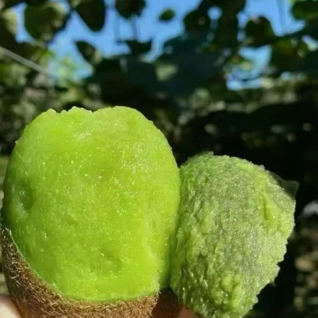 贵州修文县贵长猕猴桃应季蔬果新鲜水果维c之王顺丰包邮