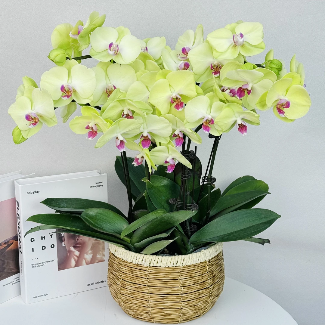 蝴蝶兰【冰淇淋】奶油绿 蜡质花爆花量大花型高级上档次