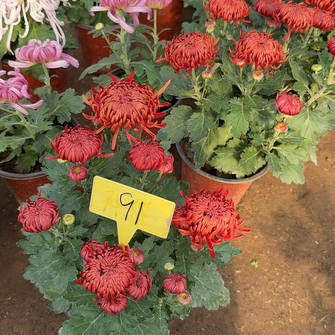 当前无花栽培后可以开花91