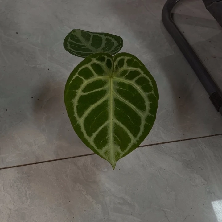 无花朵铜锣烧（0868）