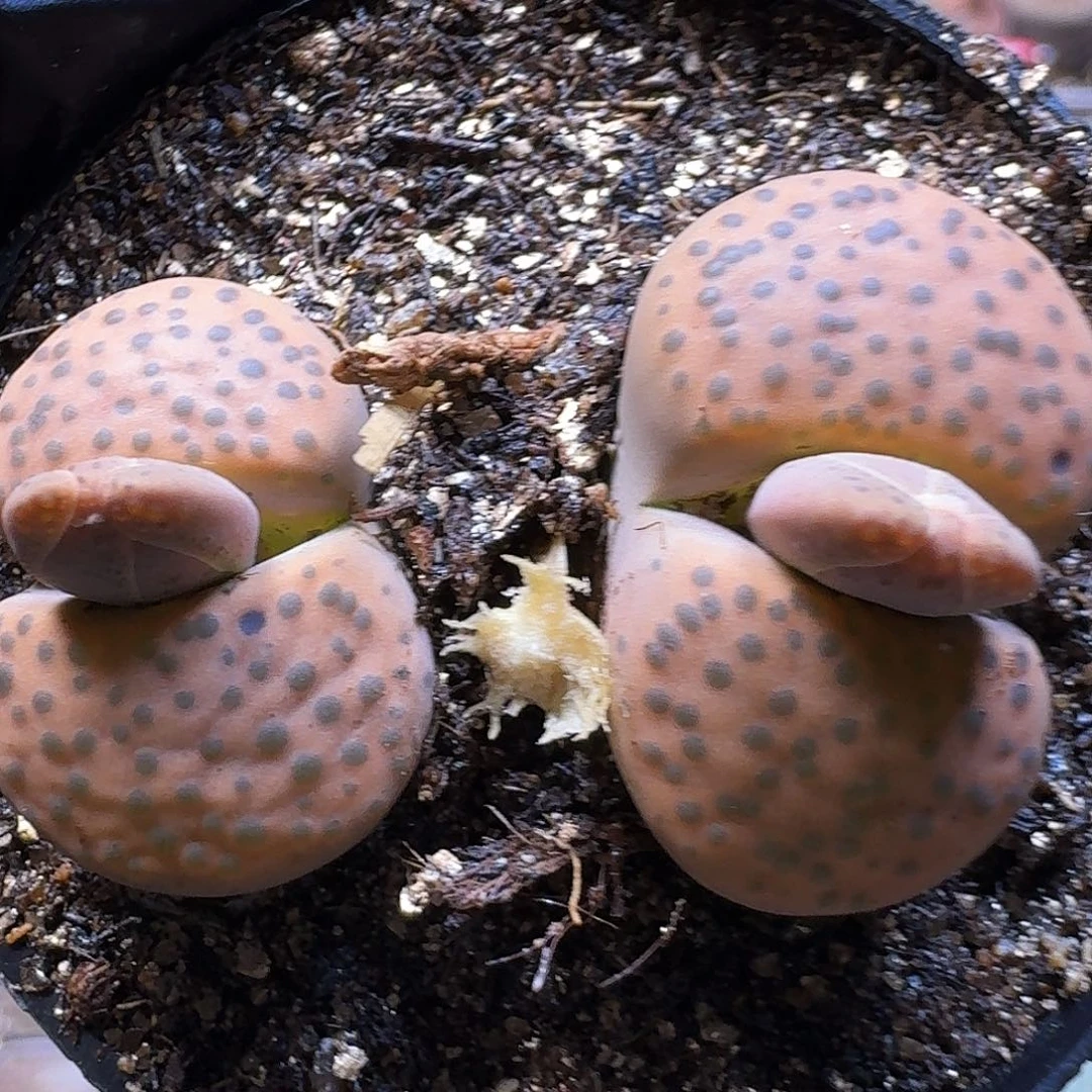 生石花23:：：：。   86