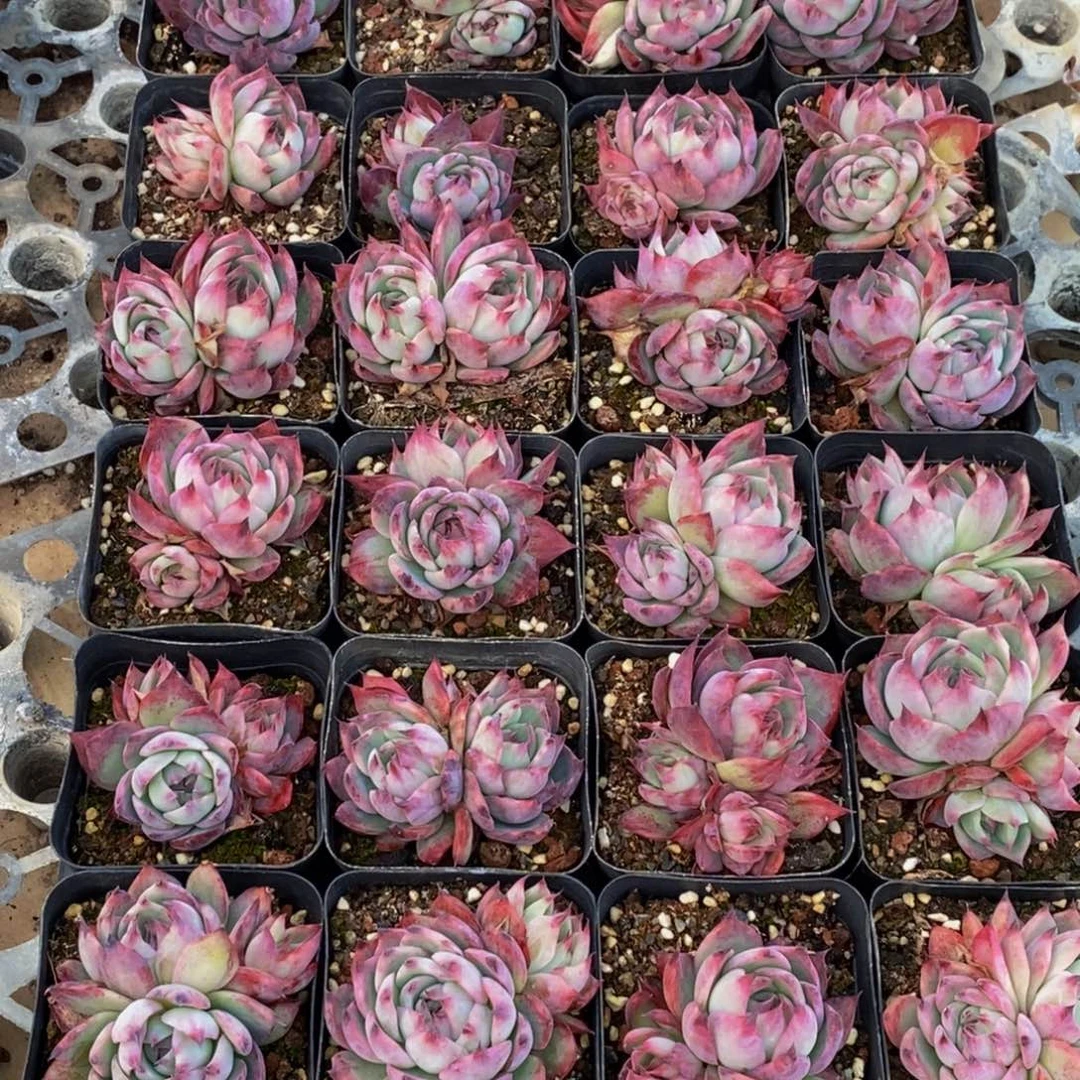 沐**奶470多肉植物保护研究所所长的