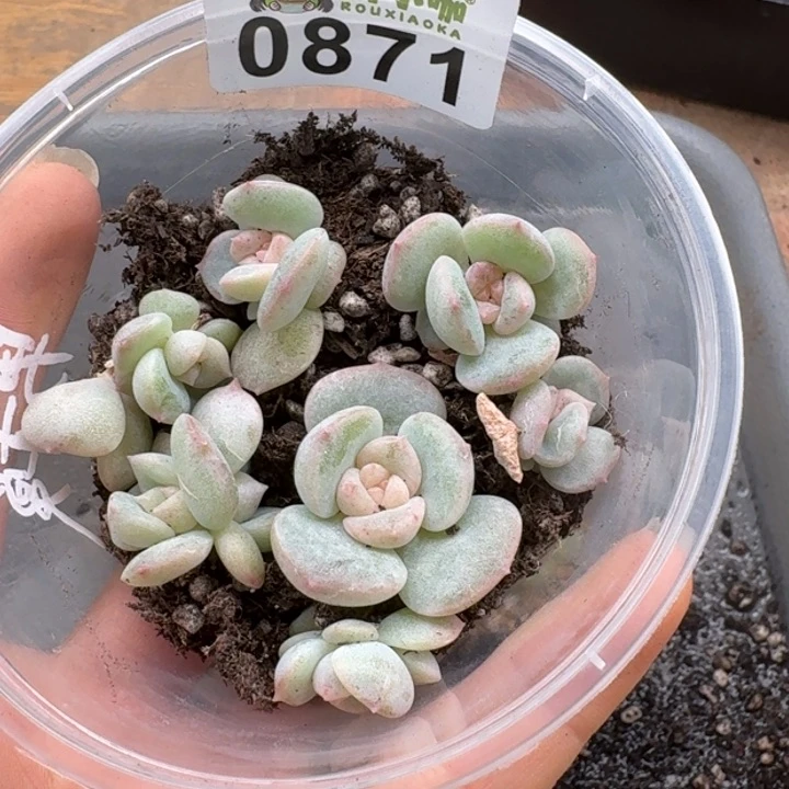 多肉植物多肉植物