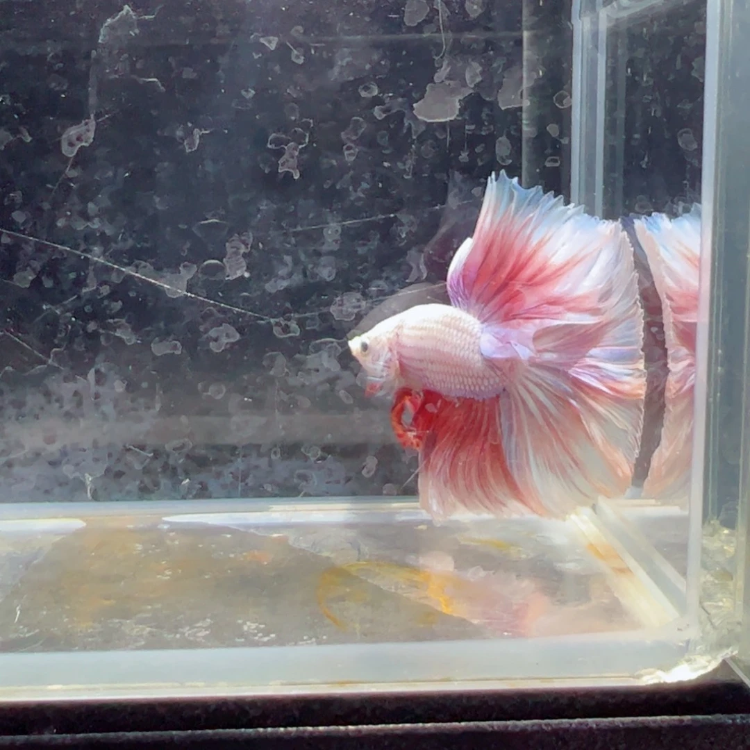 斗鱼浅色仙仙裙特殊尾