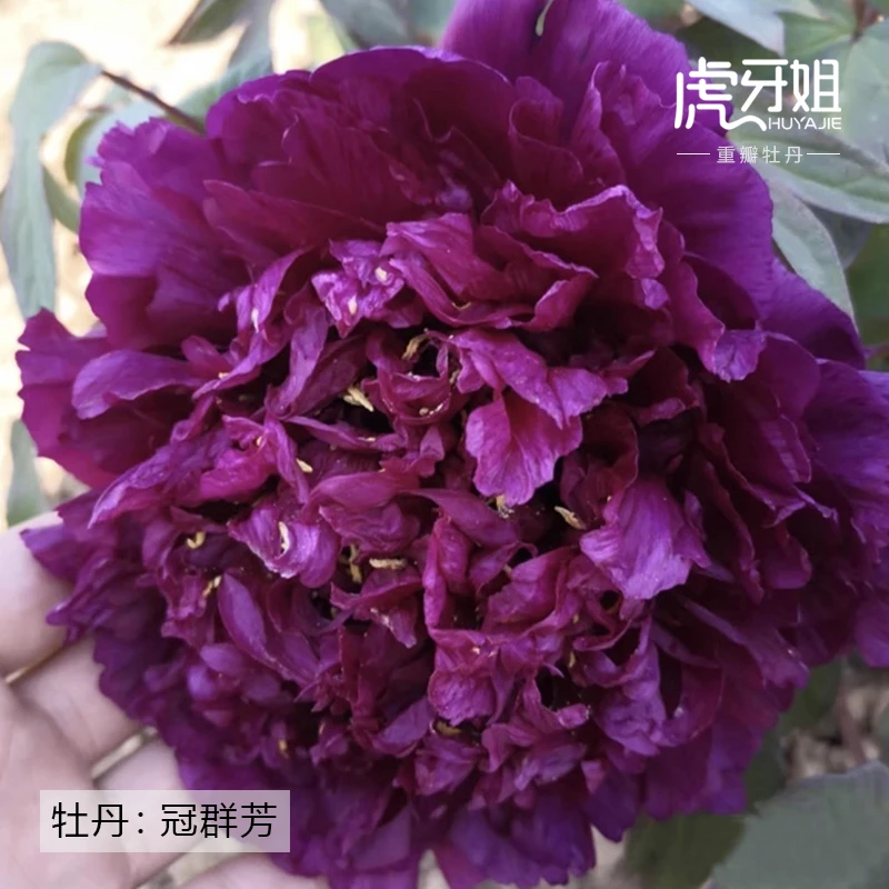 预售【冠群芳】裸根重瓣牡丹庭院阳台地栽盆栽耐寒观赏木本趣味春季