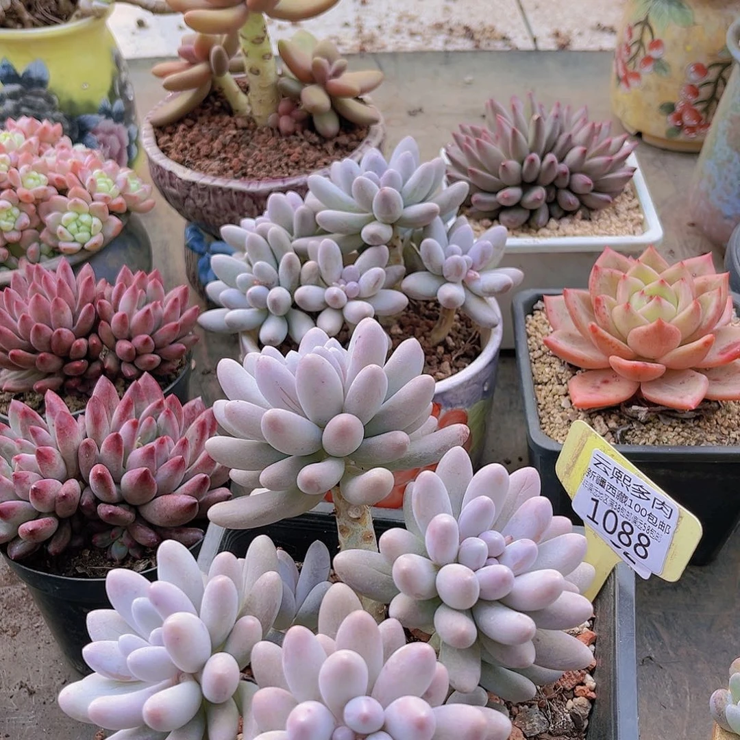 痛****31088汤圆。