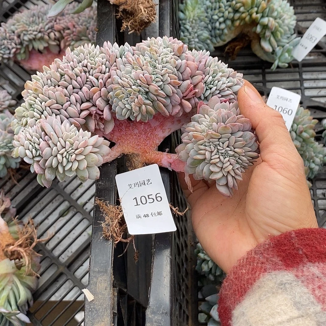 海棠花缀化多肉多肉056