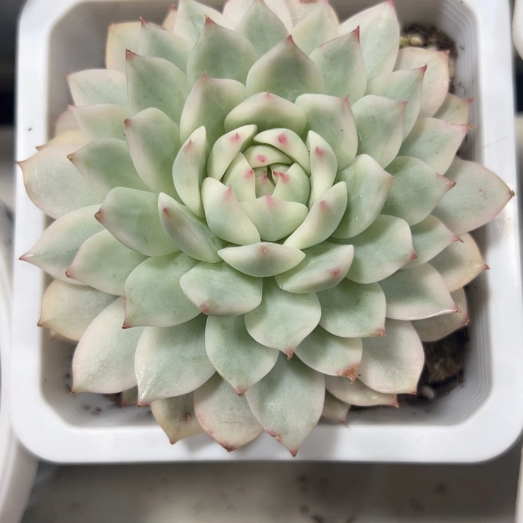 Tp锦多肉植物锦多