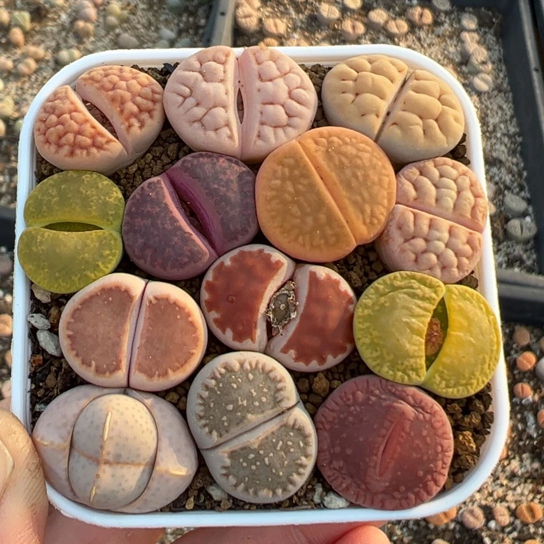 25多肉植物百科知识