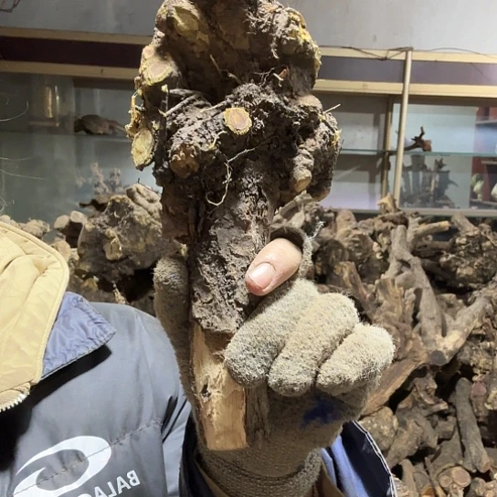 香榧木红*火琉璃的毛料，播摆件