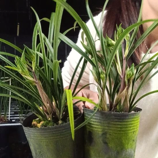 完全开放春兰花开富贵，2盆带花苞