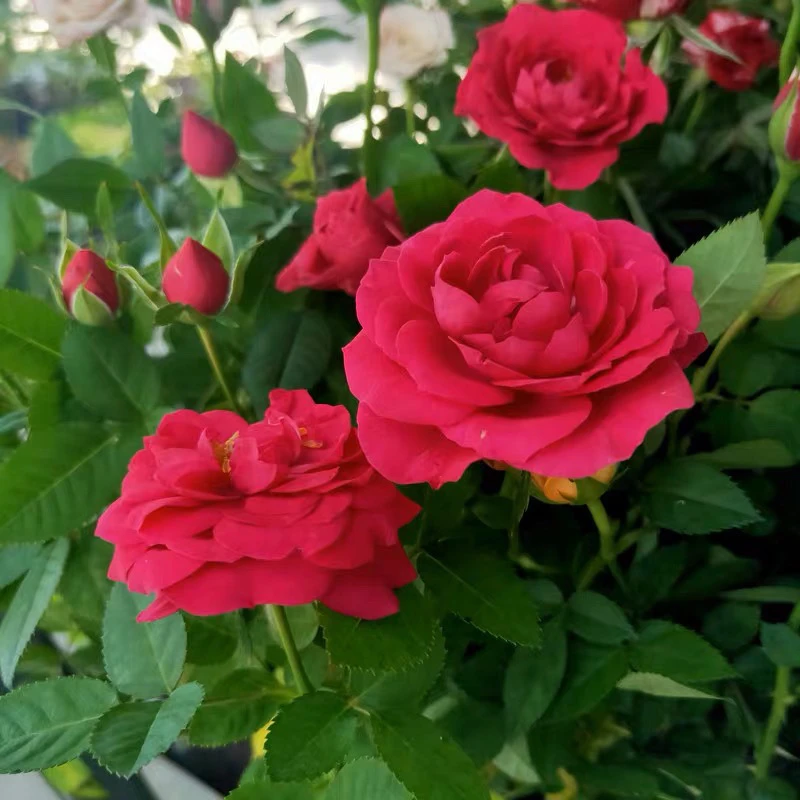 欧洲月季精选四个品种四盆灌木月季花盆栽地栽庭院花卉耐寒耐热