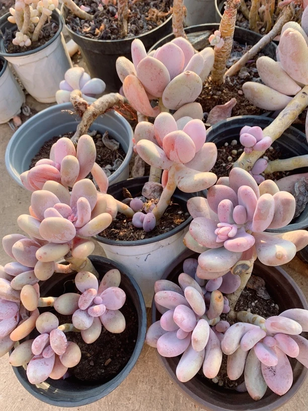 桃美人120杯多肉植物