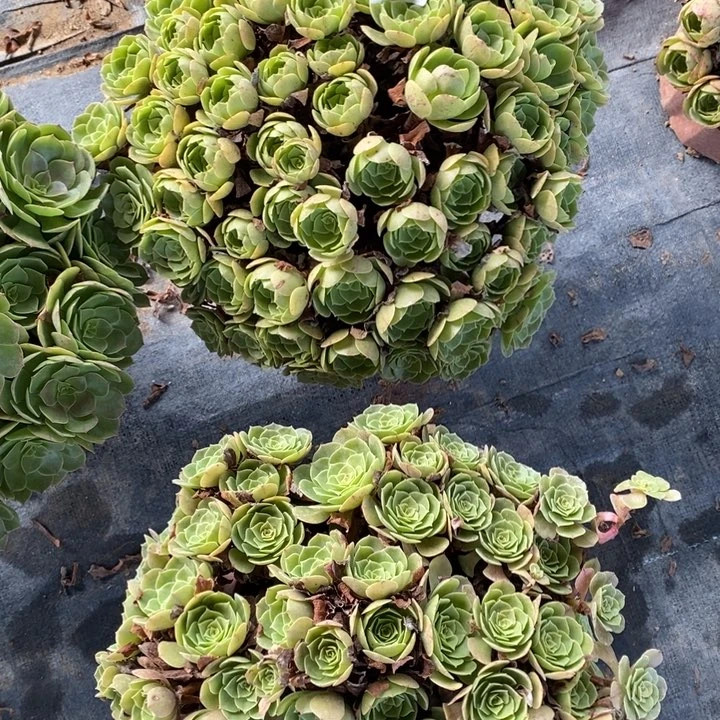 万圣节618号2克大的