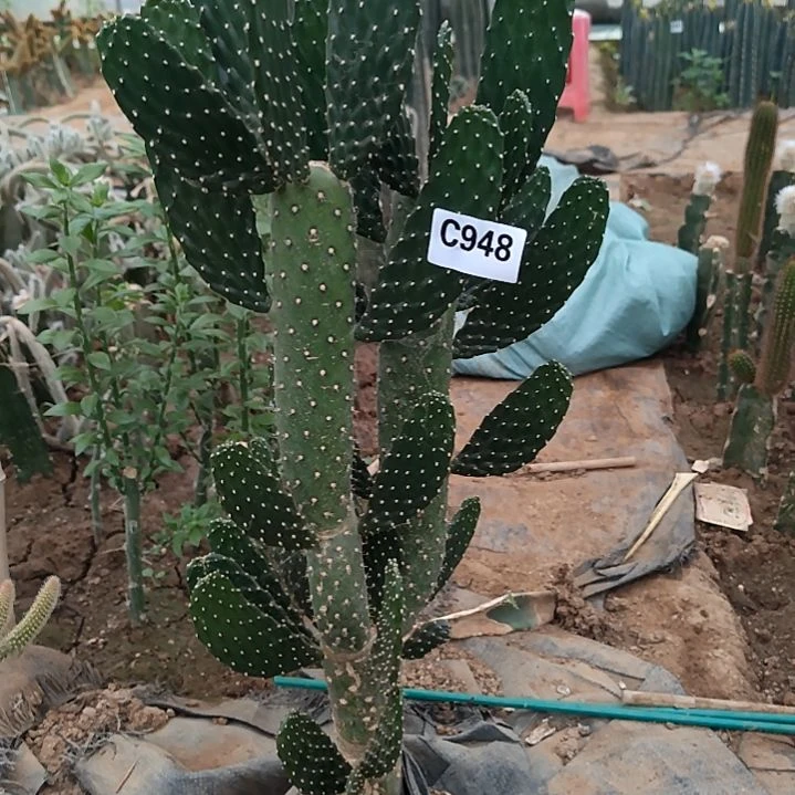 快***5中华无刺仙人掌948