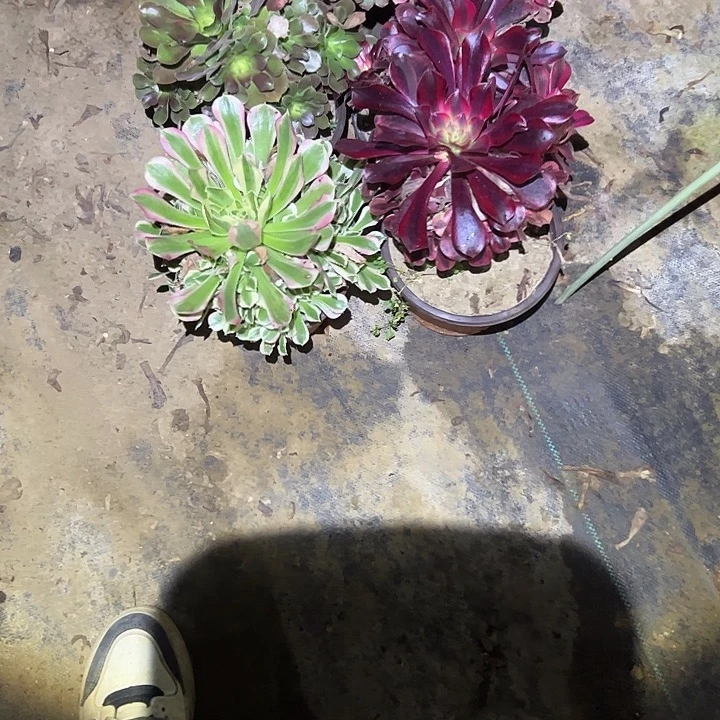 ****丹不包侧枝一物一拍48