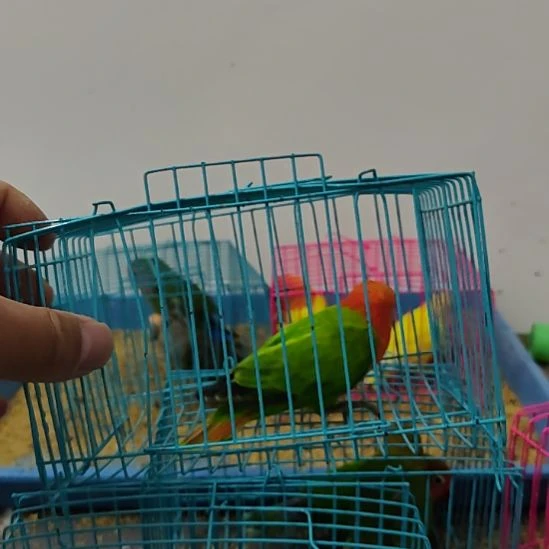 虎皮鹦鹉牡丹鹦鹉鹦鹉1只