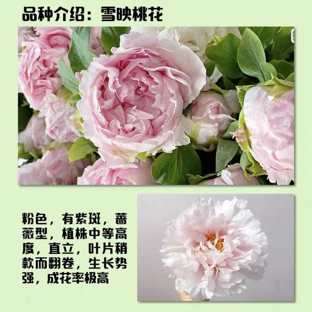 【雪映桃花】牡丹花苗6到10枝条