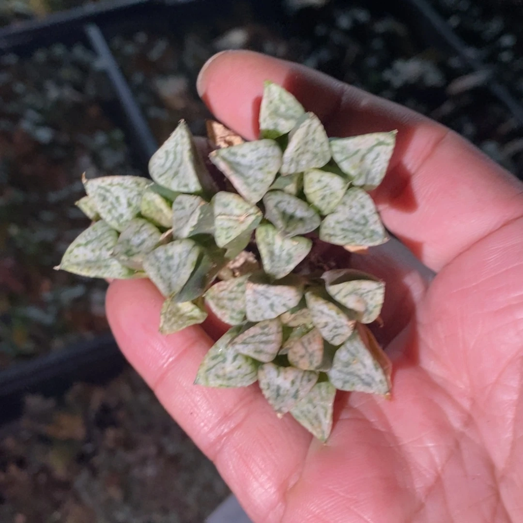 2522 一颗中潘多拉魔盒 圣诞整点福利