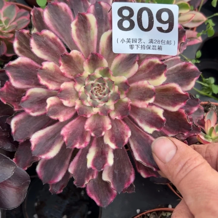 809多肉植物法师